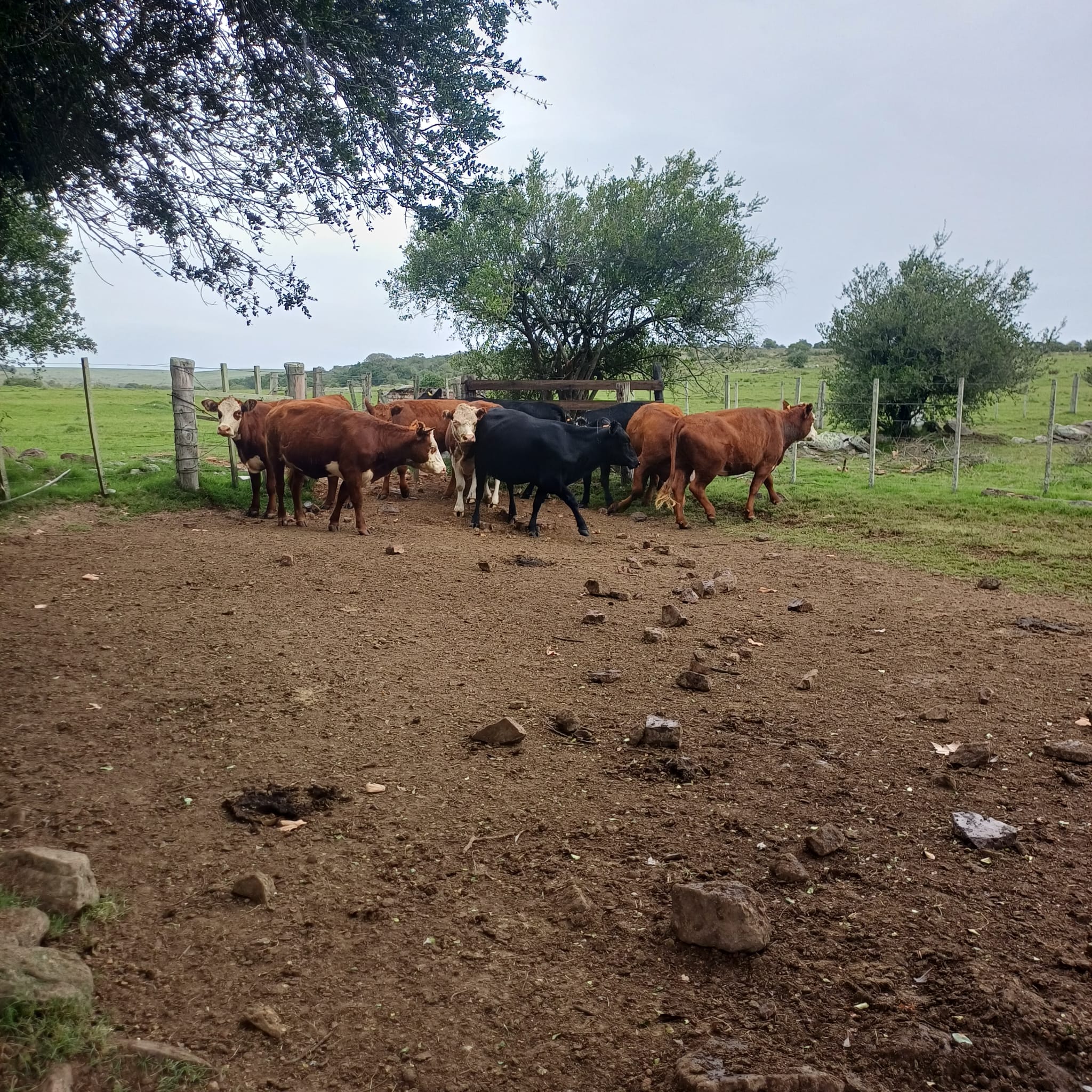 Foto del lote