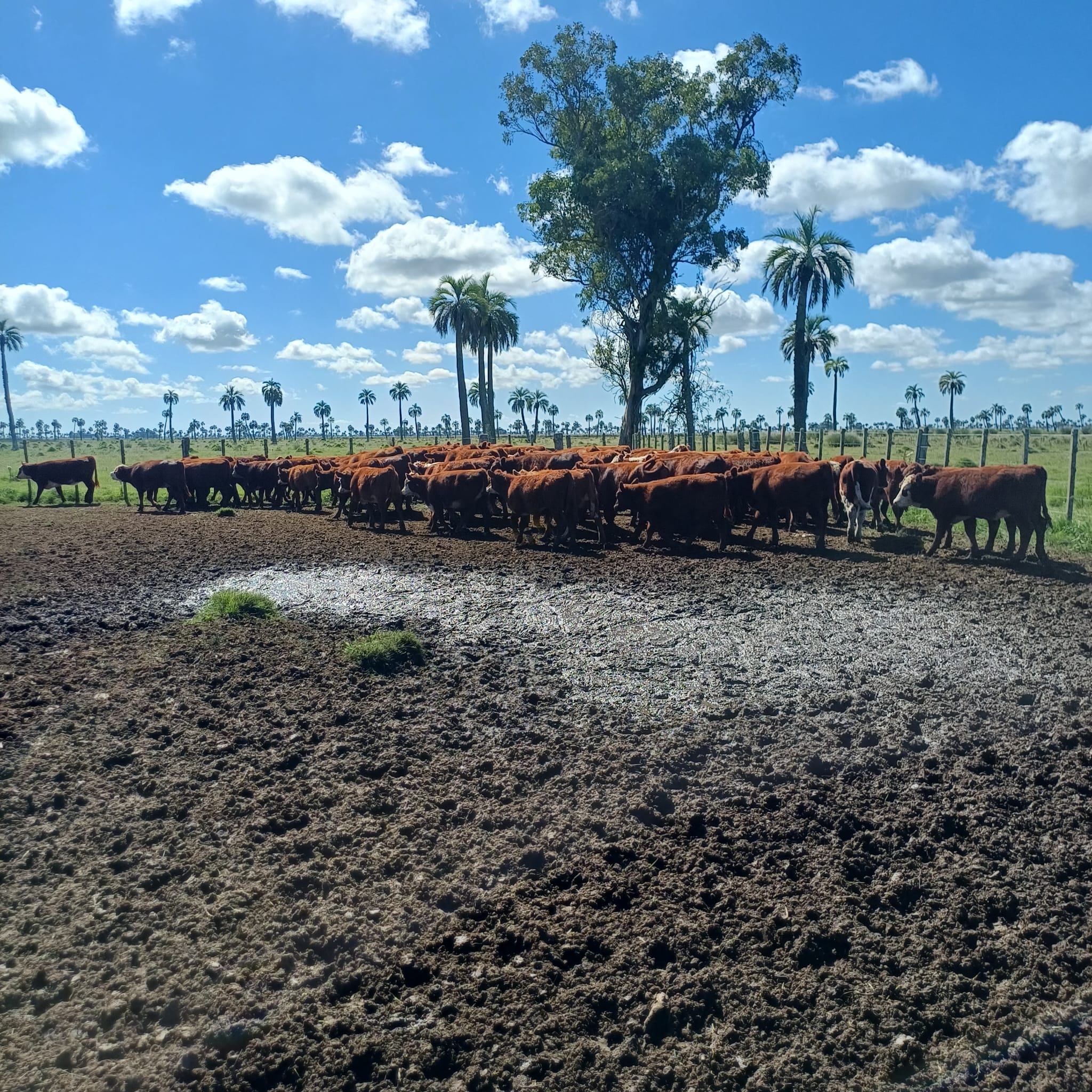 Foto del lote
