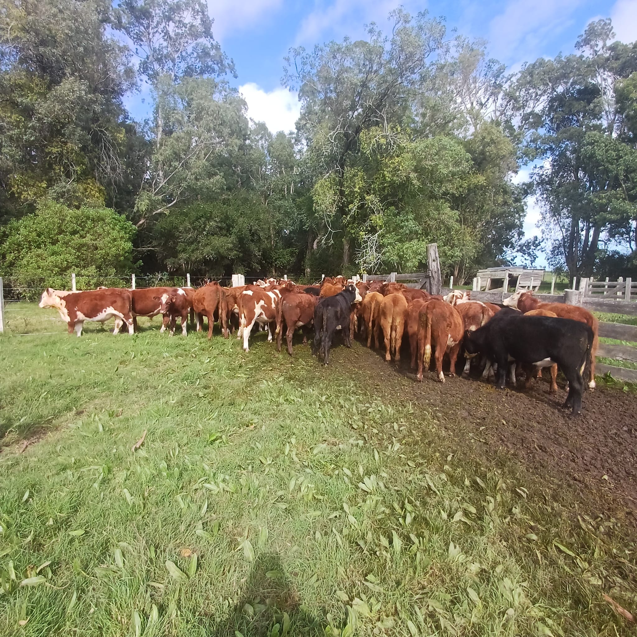 Foto del lote
