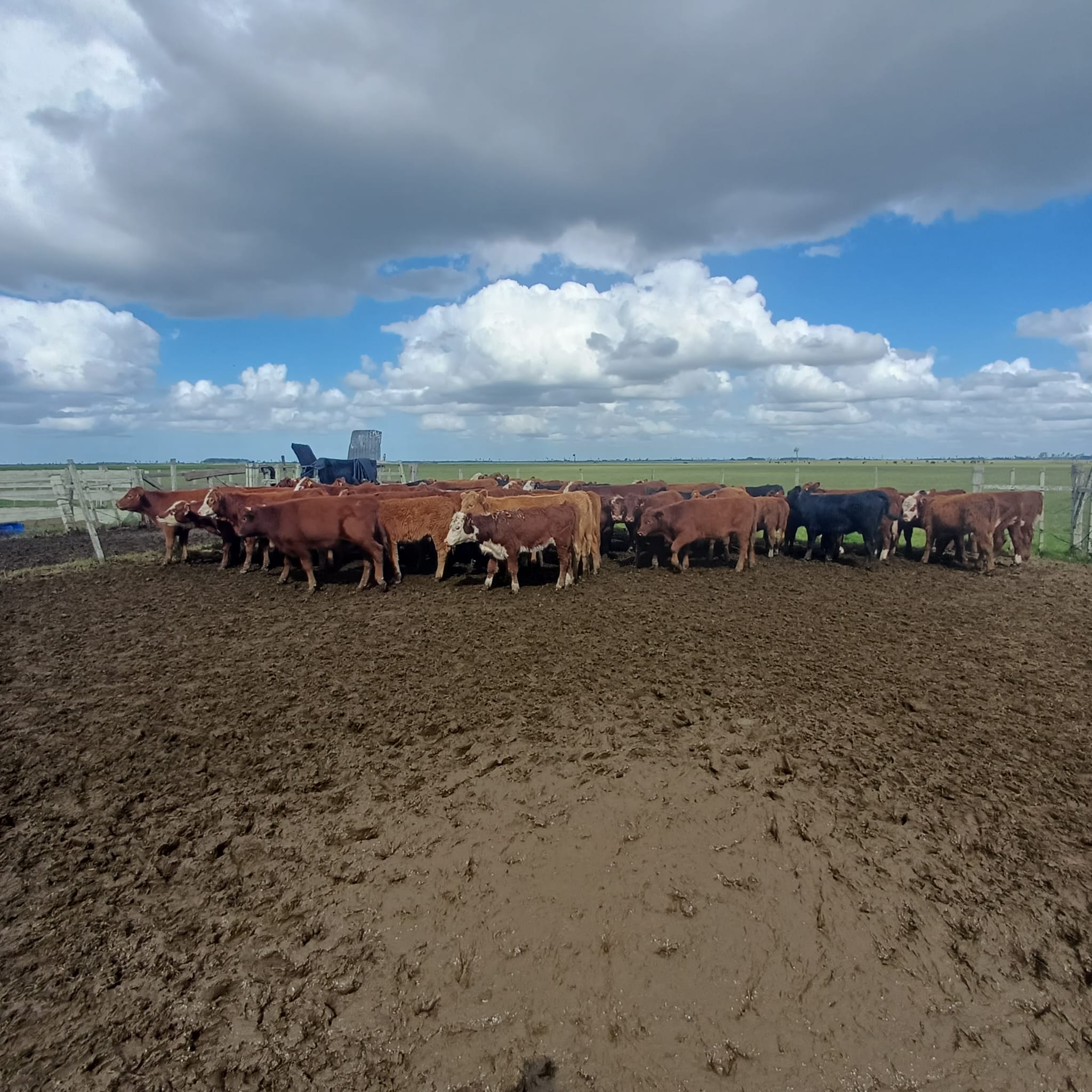 Foto del lote